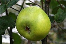 Apples for disease resistance