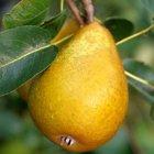 Beth Pear cordon, 2334, 236887, Beth Pear cordon