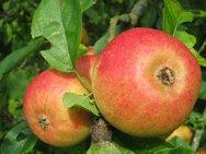 Blenheim Orange Mini M27, 177, 235019, Blenheim Orange Mini M27