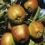 Braeburn stepover tree, 1864, 235135, Braeburn stepover tree