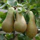 Conference dwarf Quince C, 2060, 236883, Conference dwarf Quince C