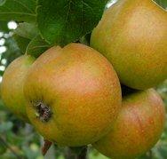 Court of Wick mini M27, 1970, 235270, Court of Wick mini M27