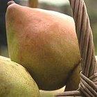 Doyenne du Comice fan espalier, 2283, 236926, Doyenne du Comice fan espalier