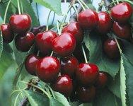 Early Rivers cherry tree, 1350, 237341, Early Rivers cherry tree