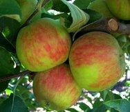 Elstar stepover tree, 1878, 235451, Elstar stepover tree