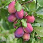 Excalibur Plum trees, 2118, 237223, Excalibur Plum trees