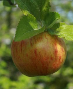 Falstaff Cordon apple tree, 1589, , Falstaff Cordon apple tree