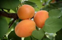 Goldcott fan apricot tree, 1280, 237407, Goldcott fan apricot tree