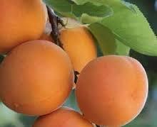 Golden Glow fan apricot tree, 1274, 237404, Golden Glow fan apricot tree