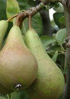 Improved Fertility Pear tree, 2038, 236939, Improved Fertility Pear tree