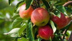 Laxtons Superb cordon tree, 1754, , Laxtons Superb cordon tree