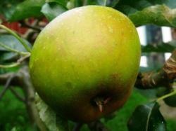 Lombarts Calville cordon, 1759, 236150, Lombarts Calville cordon