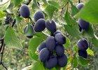 Merryweather Damson tree, 221, 237379, Merryweather Damson tree