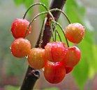 Merton Glory fan cherry, 1077, 237353, Merton Glory fan cherry