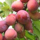 Opal plum dwarf Pixy, 2130, 237276, Opal plum dwarf Pixy