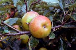 Pixie cordon apple, 1783, , Pixie cordon apple