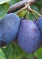 Purple Pershore Plum trees, 2132, 237281, Purple Pershore Plum trees
