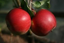 Red Devil cordon apple tree, 1789, , Red Devil cordon apple tree