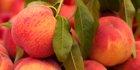Red Haven Peach tree, 1444, 237386, Red Haven Peach tree