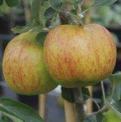 Ribston Pippin cordon tree, 1815, , Ribston Pippin cordon tree