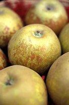 St Edmunds Pippin apple trees, 616, 236523, St Edmunds Pippin apple trees