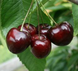 Stella dwarf Gisele cherry tree, 1322, 237361, Stella dwarf Gisele cherry tree