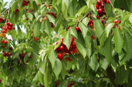 Fruit trees for the greenhouse