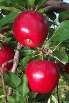 Vistabella apple tree, 752, 236647, Vistabella apple tree