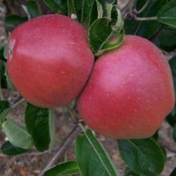 William Crump cordon, 1844, , William Crump cordon