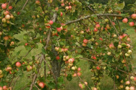 Growing Fruit Trees &ndash; Twenty Do&rsquo;s And Don&rsquo;t&rsquo;s
