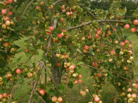 Growing Fruit Trees – Twenty Do’s And Don’t’s