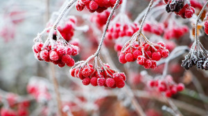 How to Prepare Fruit Trees for Winter and Prevent Winter Damage 