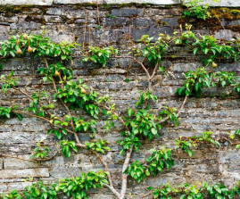 Top Tips For Growing Fruit Trees In Small Gardens